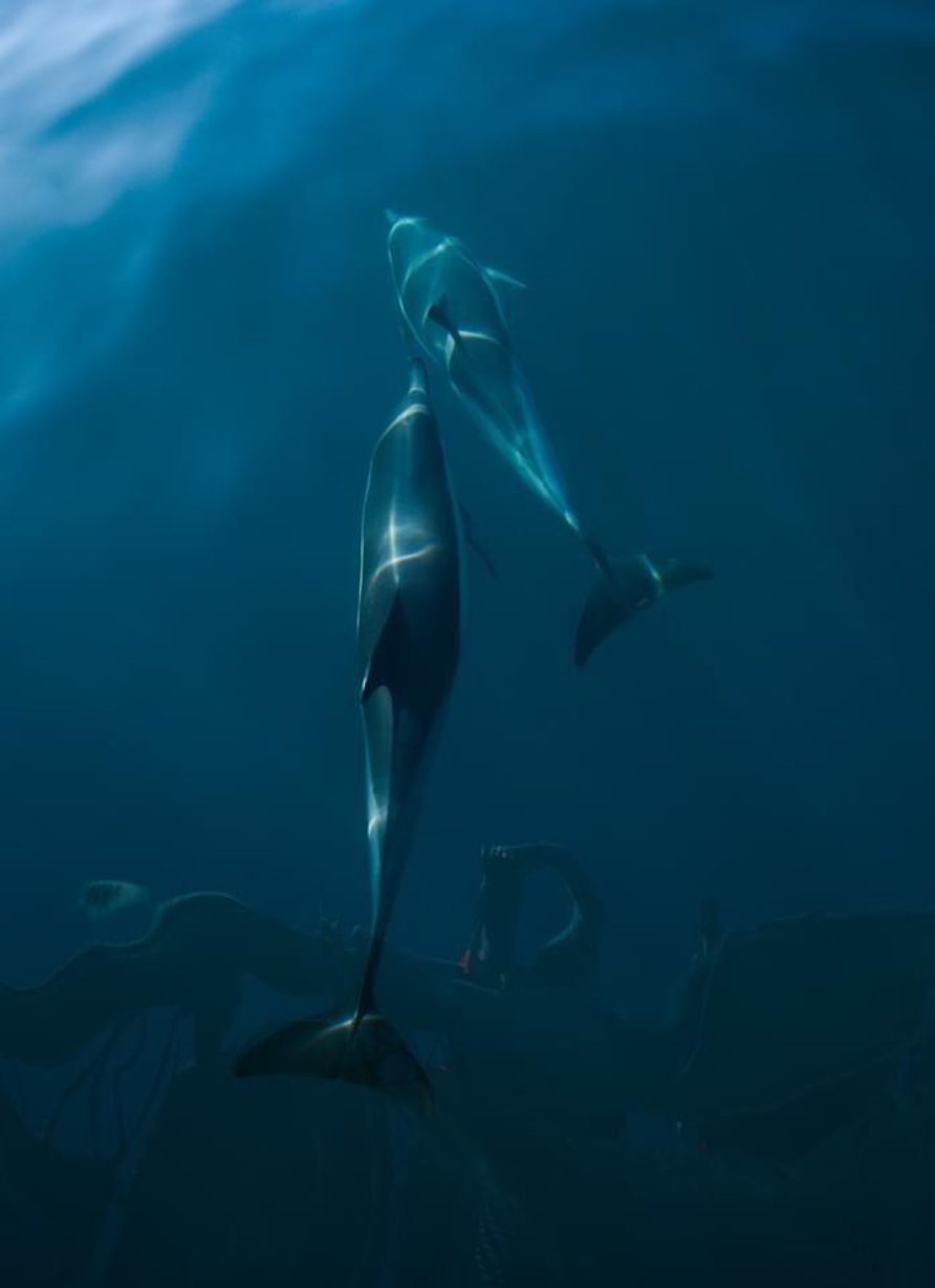 Dolphins-Southern-Cross-Cruises