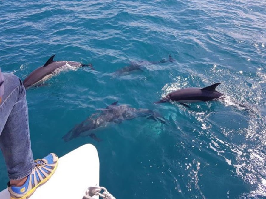 Dolphins-Whales-Southern-Cross-Cruises